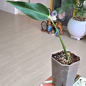 몬스테라 딜라체라타