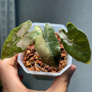 산데리아나 푸세이도 핑크 바리에가타