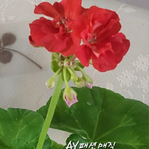 제라늄. AY패션매직