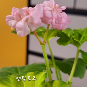 제라늄.앤틱로즈