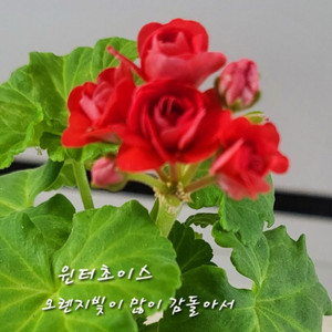 제라늄 윈터초이스