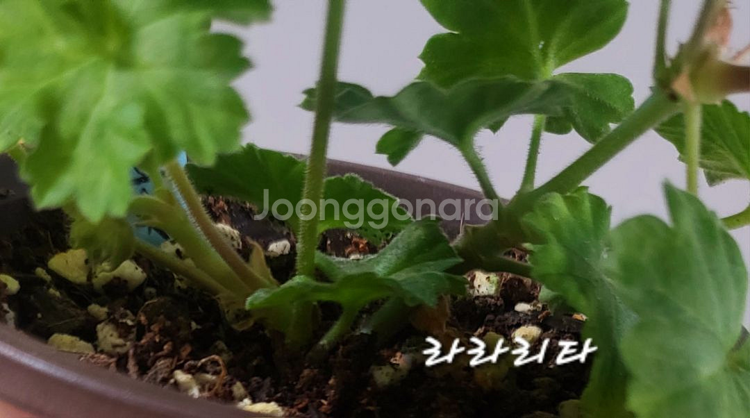 제라늄.라라리타--2