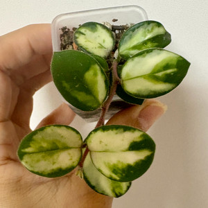 호야 마틸드 바리에가타