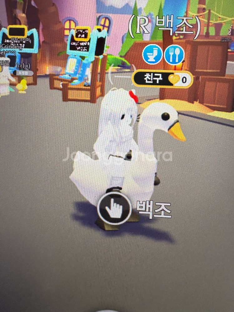 입양하세요 입양 백조 팔아요!--1