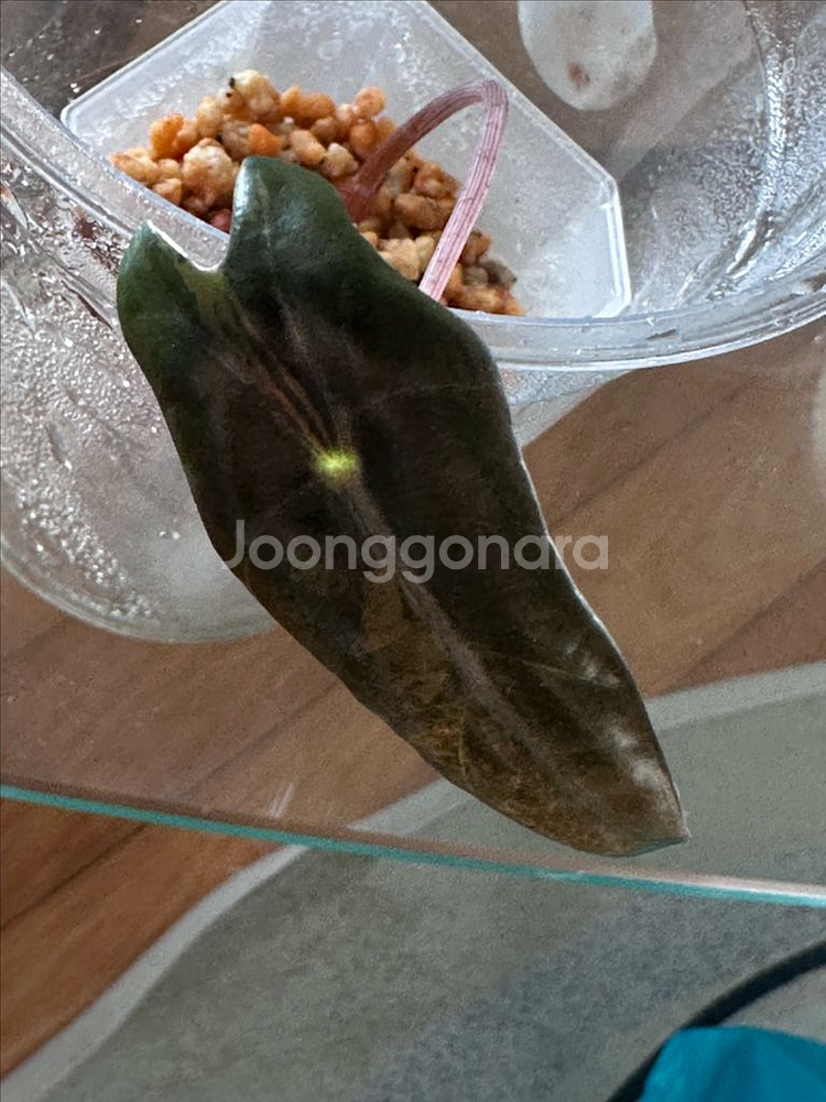무늬 바리에가타 베놈 (컬러 모름)--0