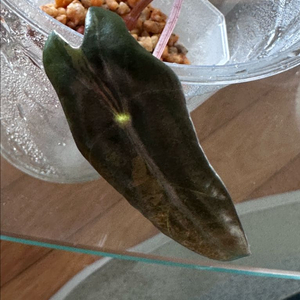 무늬 바리에가타 베놈 (컬러 모름)