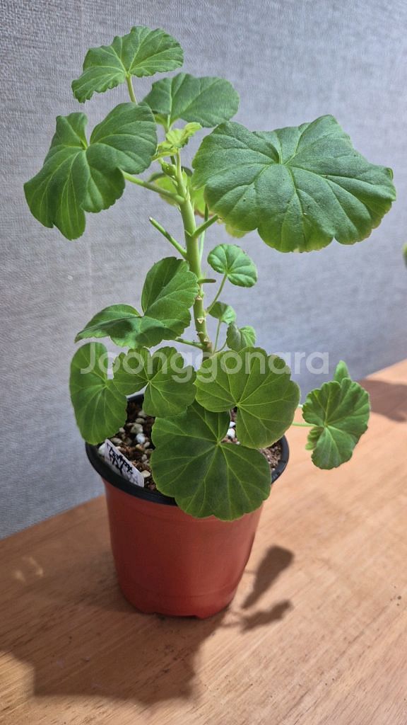 수잔페인 제라늄--1