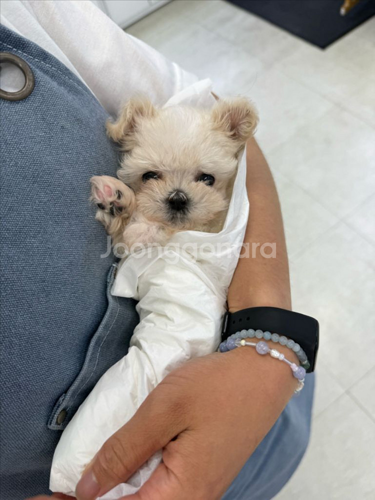 강아지--0