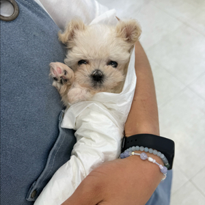 강아지