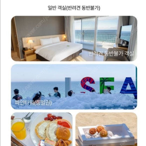 강릉 세인트존스 7월 17일 목요일 골져스파셜수영조식