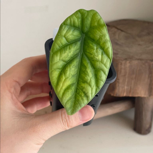 알로카시아 시누아타 바리에가타