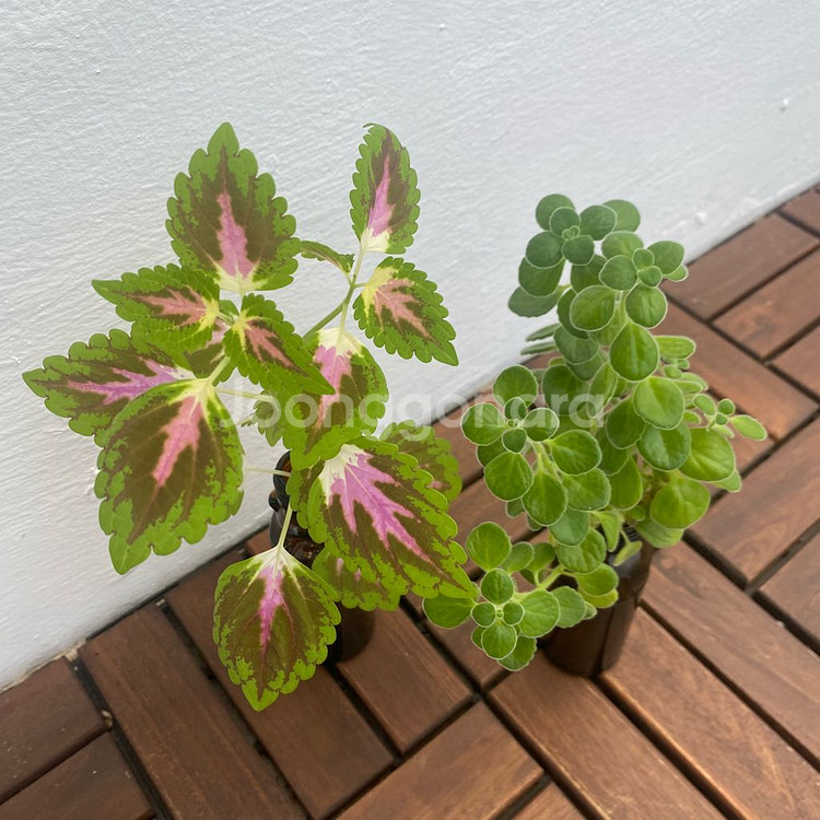 장미러브와 콜레우스 수경 일괄--1