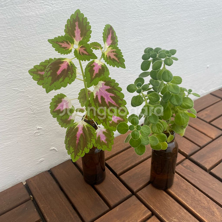 장미러브와 콜레우스 수경 일괄--0