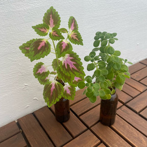 장미러브와 콜레우스 수경 일괄