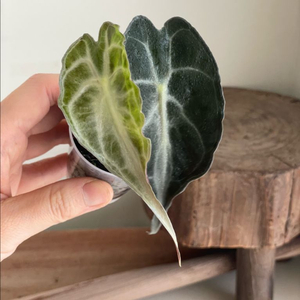 알로카시아 베놈 실버펄