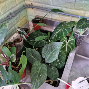 통분양 (알로카시아, 안스리움, 몬스테라, 필로덴드론)