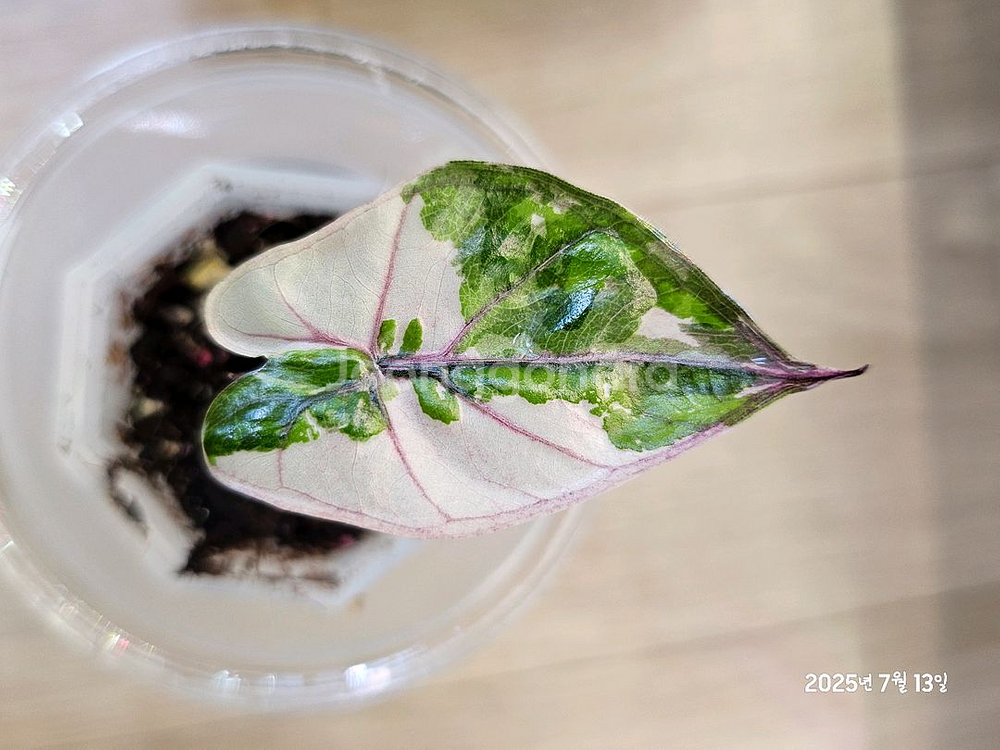 알로카시아 유카탄프린세스 화이트핑크바리에가타--0