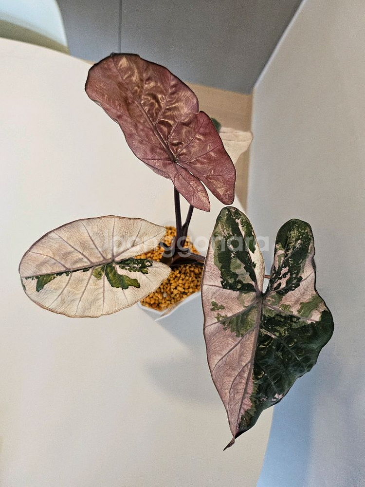 알로카시아 유카탄프린세스 화이트핑크바리에가타--1