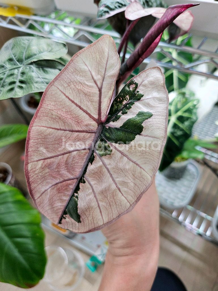 알로카시아 유카탄프린세스 화이트핑크바리에가타--3