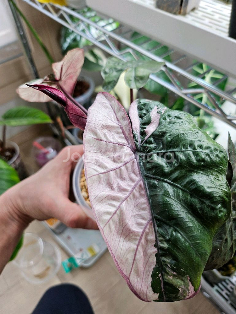 알로카시아 유카탄프린세스 화이트핑크바리에가타--2