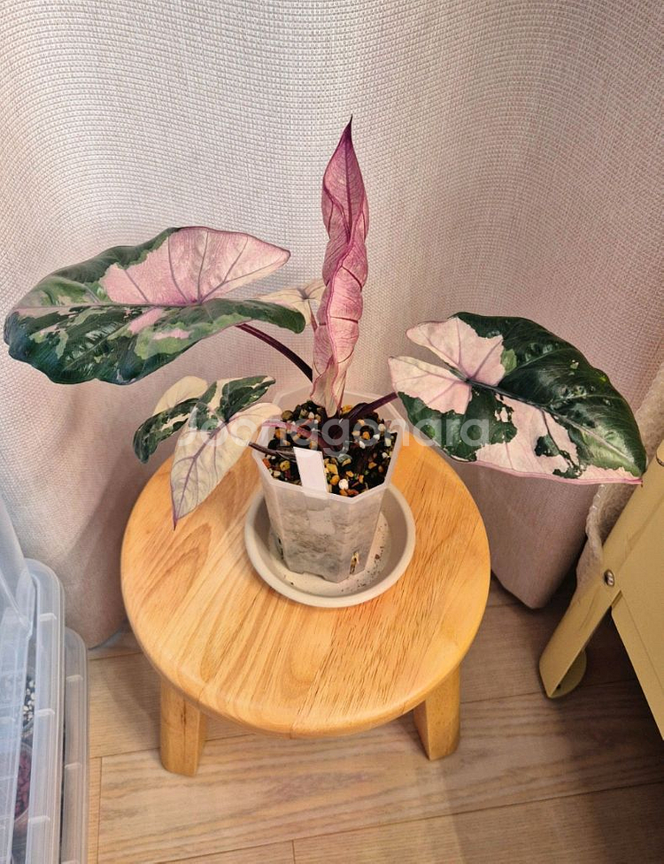 알로카시아 유카탄프린세스 화이트핑크바리에가타--4