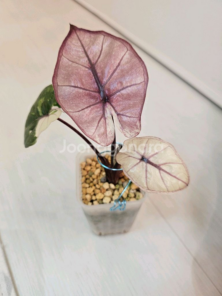 알로카시아 유카탄프린세스 화이트핑크바리에가타--5