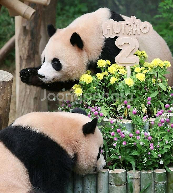 에버랜드 자유이용권 종일권 츄러스--0