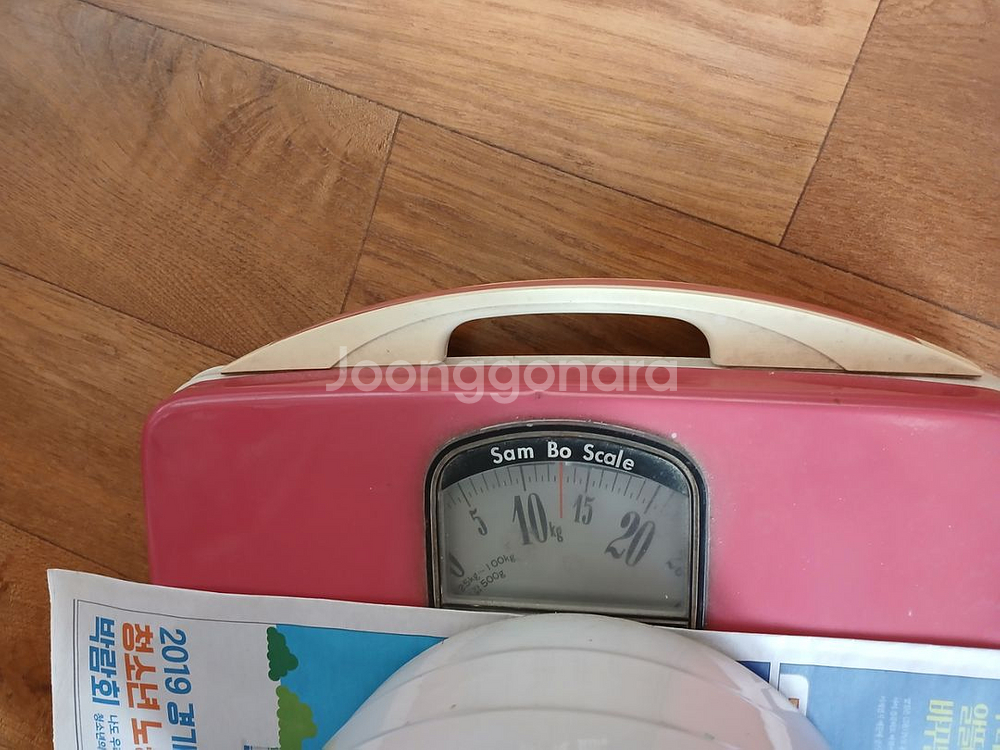 고무나무 공기정화식물 미세먼지제거식물 관상식물 대형식물--4