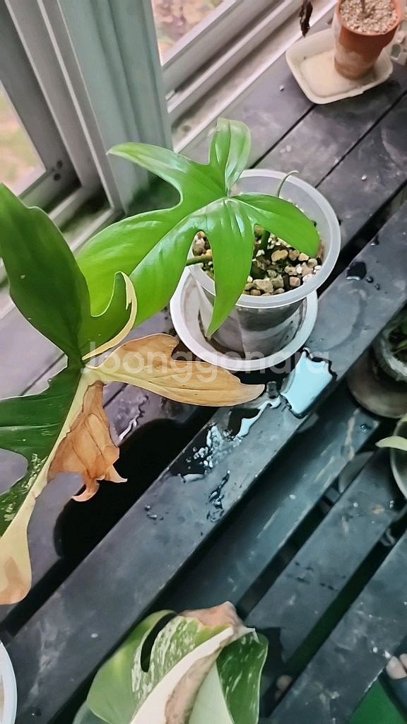 필로덴드론 뷰티 바리에--0