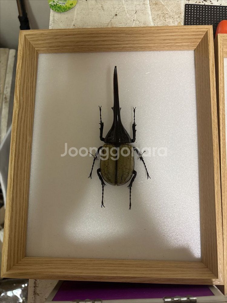 곤충표본 헤라클레스 표본 판매--0