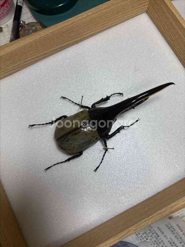 곤충표본 헤라클레스 블루 표본 판매--0