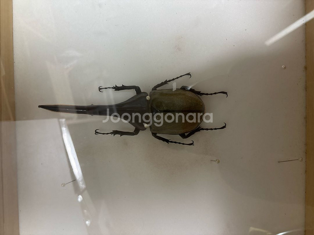 곤충표본 헤라클레스 초대형 판매--0