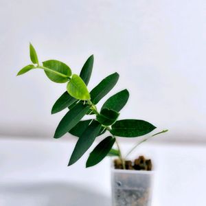 호야 덴시폴리아