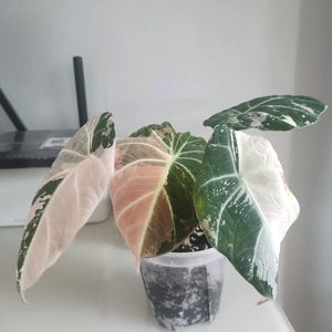 알로카시아 블랙벨벳 핑크 바리에가타