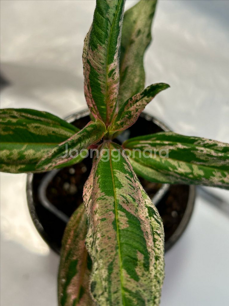 희귀식물, melastoma sp. pink 무천이--1