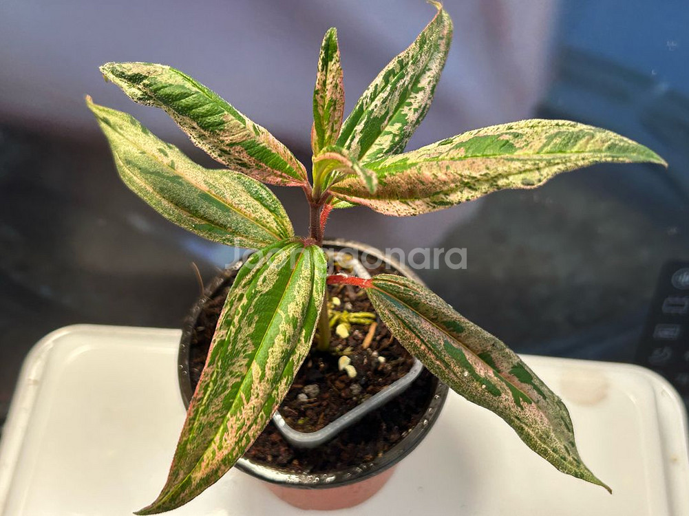 희귀식물, melastoma sp. pink 무천이--0