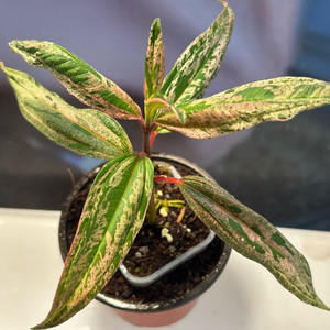 희귀식물, melastoma sp. pink 무천이