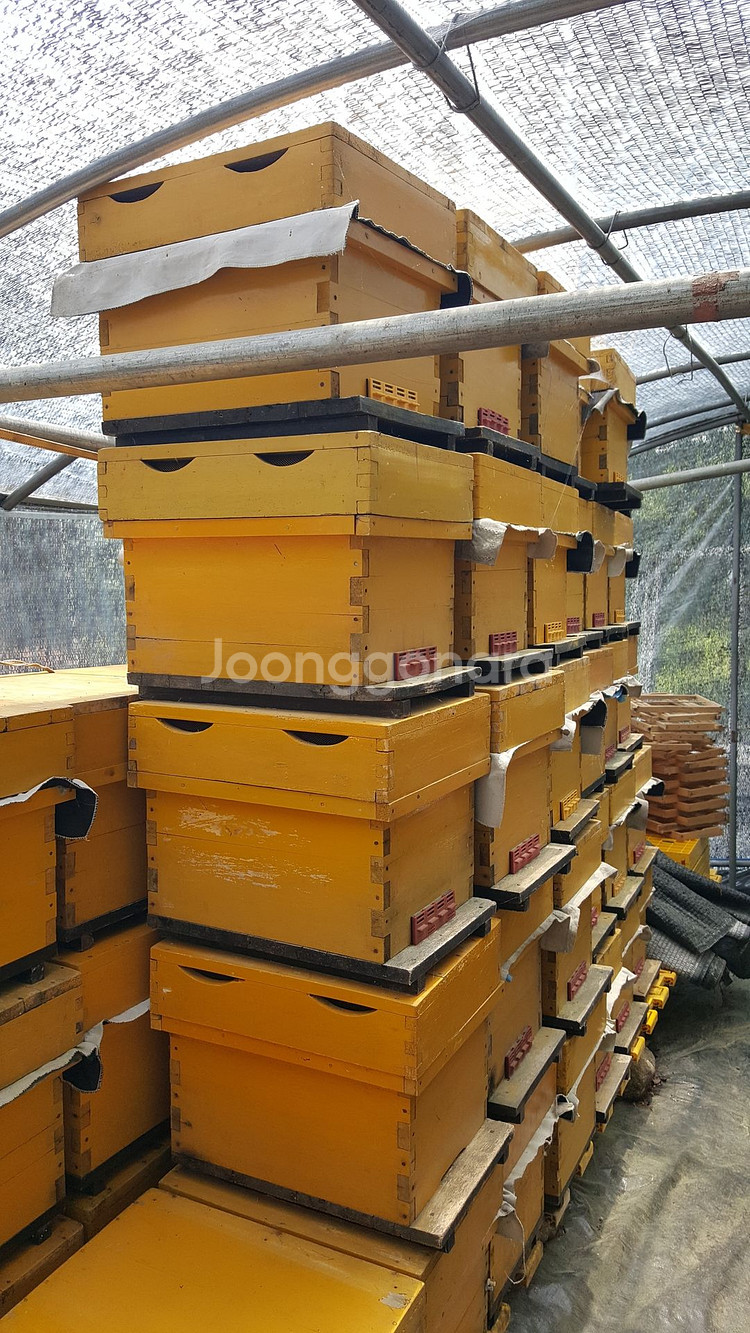 7매상 토종벌통 100개--0