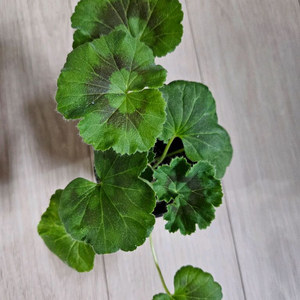 다이너스티 다지제라늄