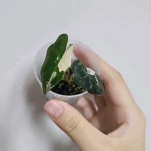 무천이 알로카시아 노빌리스 핑크화이트 바리에가타