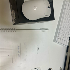 지슈라 덱스 화이트