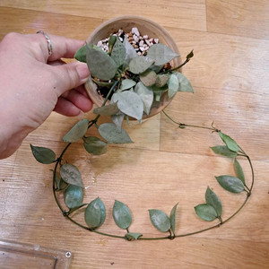 호야 루이사실버