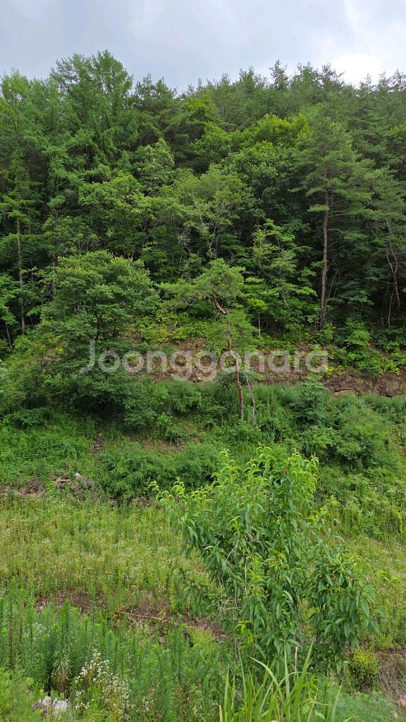 한우정액(KPN) 1509,1523,1526,1544--0