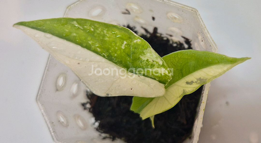 알로카시아 심포 화이트 바리에가타--0