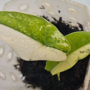 알로카시아 심포 화이트 바리에가타