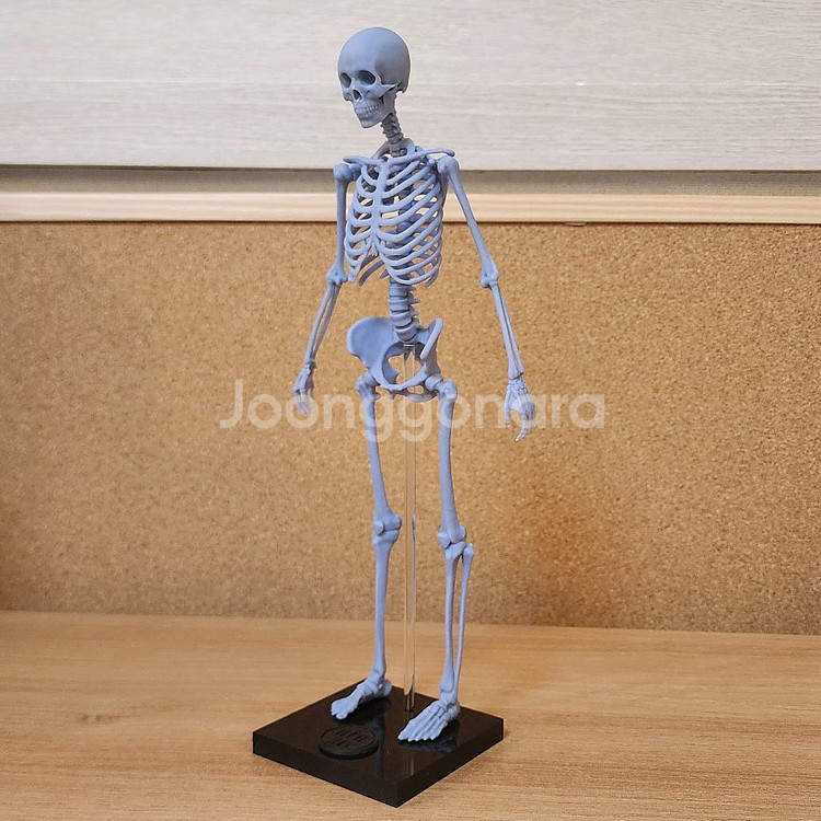 인체모형 뼈/아나토미 피규어/인체조형 해부학/3D피규어--3
