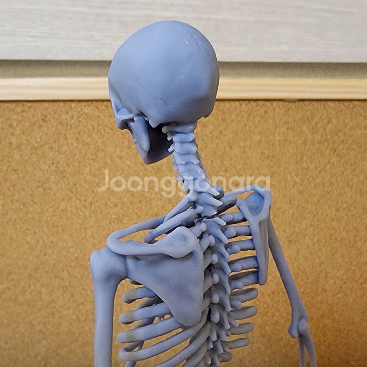 인체모형 뼈/아나토미 피규어/인체조형 해부학/3D피규어--6