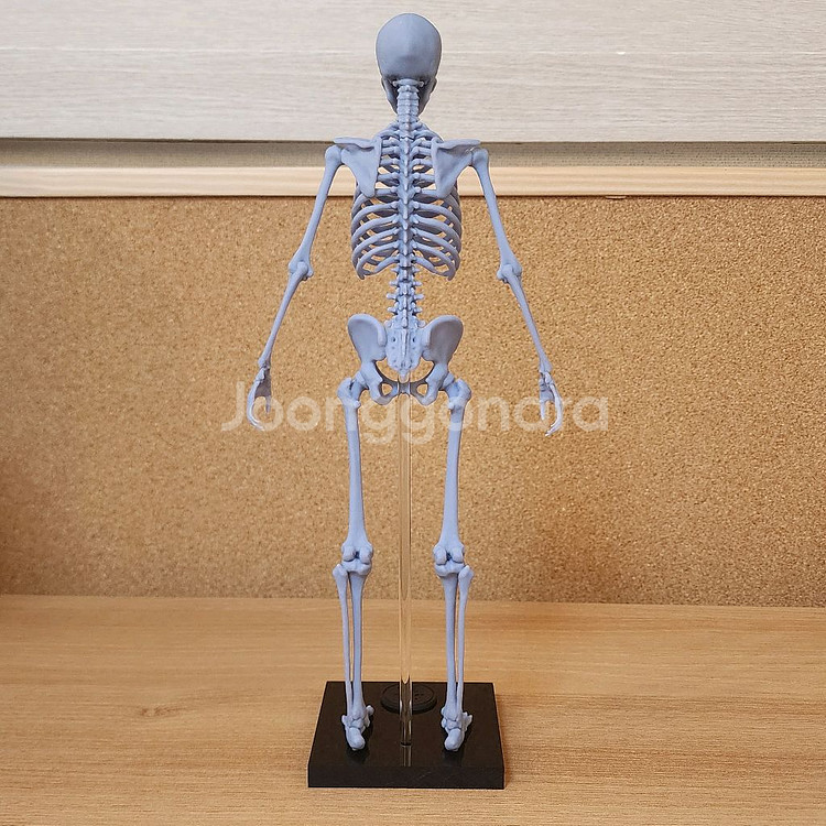 인체모형 뼈/아나토미 피규어/인체조형 해부학/3D피규어--5