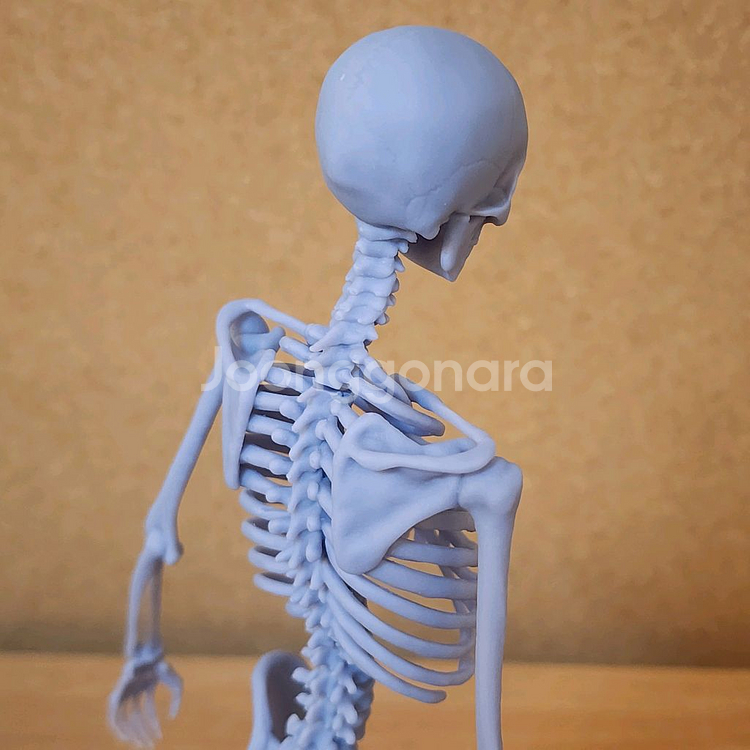 인체모형 뼈/아나토미 피규어/인체조형 해부학/3D피규어--7
