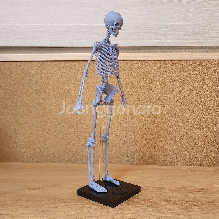 인체모형 뼈/아나토미 피규어/인체조형 해부학/3D피규어--4